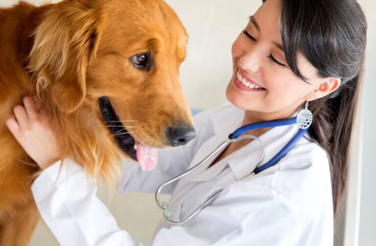 The Role of a Veterinarian in Pet Wellness