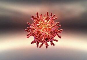 What is Rhinovirus