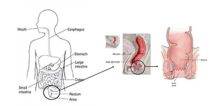 Understanding the Anal Anatomy: Functions, Health, and Care