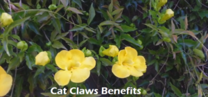 does cat's claw kill viruses