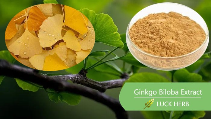 Ginkgo Biloba Extract: Benefits, Uses, and How to Incorporate It Into Your Routine