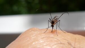 Why Do Mosquitoes Bite Certain People?