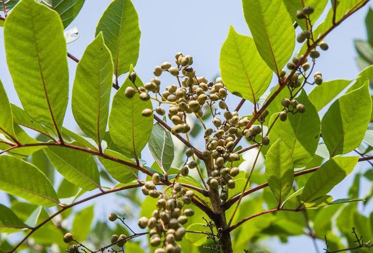 Understanding Poison Sumac: A Comprehensive Guide