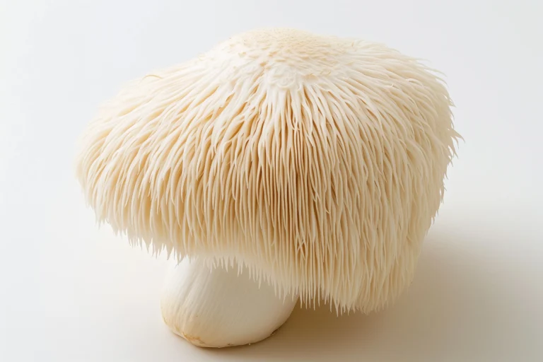 Lion’s Mane Benefits: Unlocking the Power of This Unique Mushroom