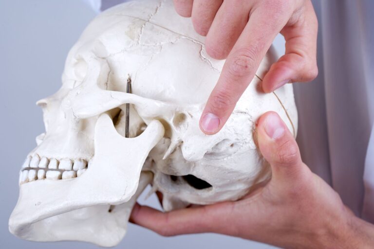 Understanding the Mastoid Process: A Detailed Exploration