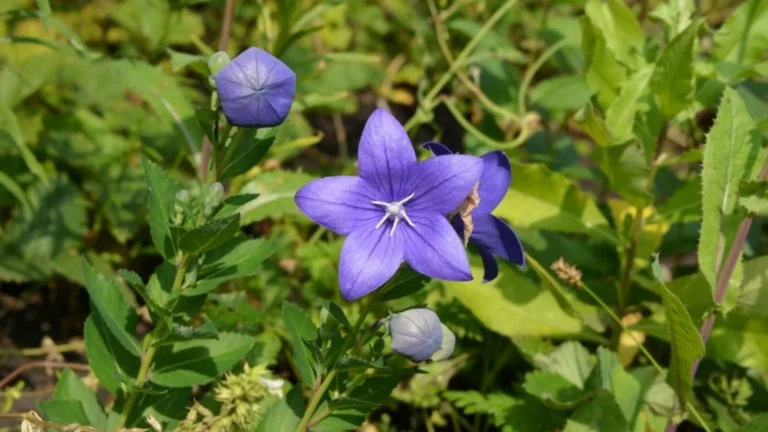 Balloon Flower Tea Benefits