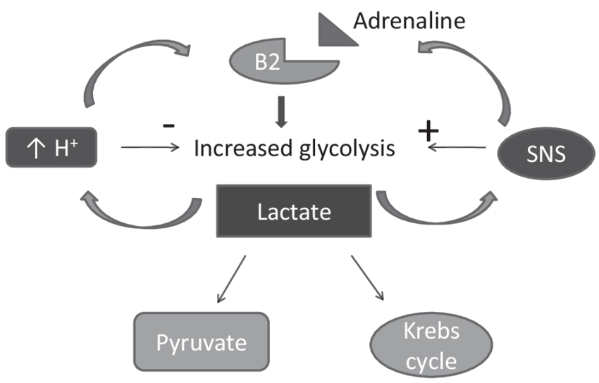 High Lactic Acid IBCC: Understanding Its Impact and Significance