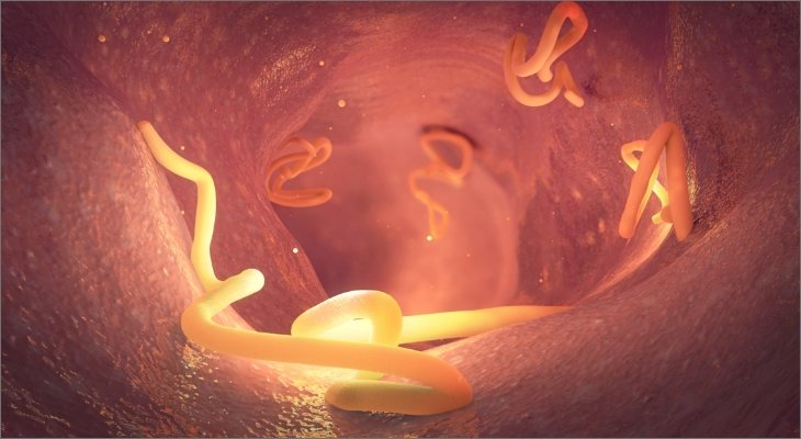 Understanding Tapeworms: A Comprehensive Guide