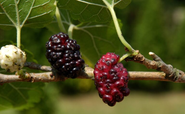 All About Black Mulberry 40 Grams: Benefits, Uses, and More