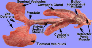 Boar Anatomy, Reproductive Anatomy, 2D Anatomy Images, Veterinary Science, Animal Biology, Boar Reproduction, Educational Guide