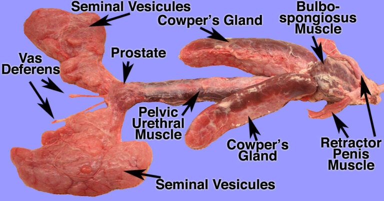 A Comprehensive Guide to Boar 2D Anatomy: Reproductive Images Explained