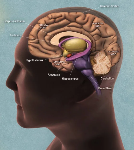 The Hypothalamus Function: A Comprehensive Overview