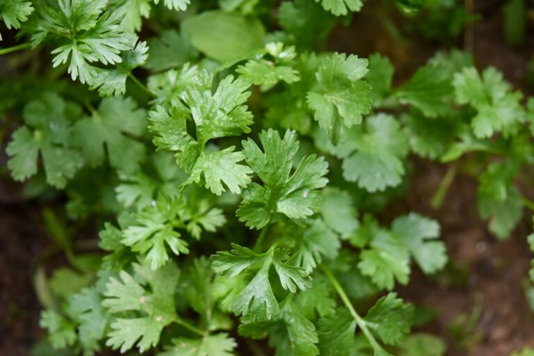 Cilantro: A Deep Dive into the World of This Flavorful Herb