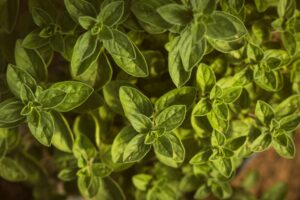 How to Make Oil from Oregano: A Step-by-Step Guide