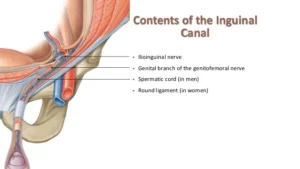 Ring of Murkinji Anatomy PDF