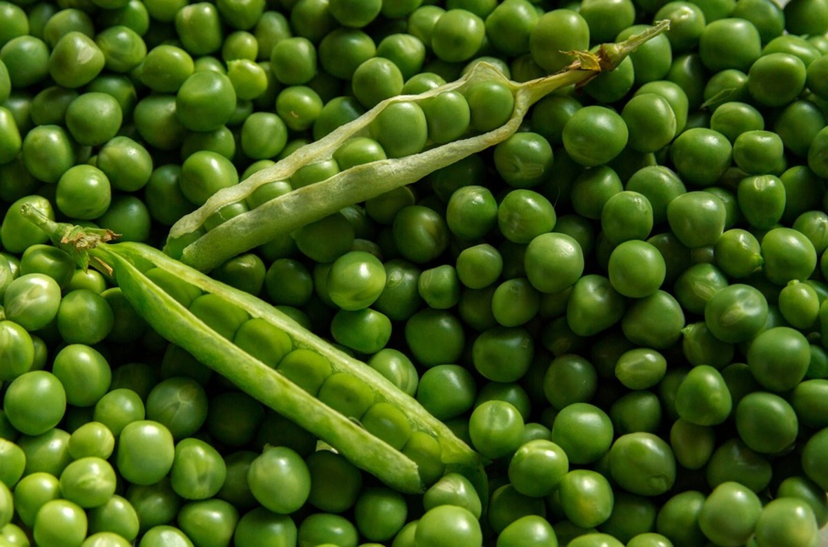 Do Snow Peas Contain Estrogen?