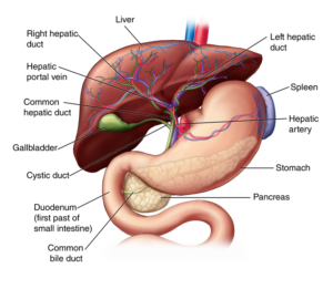 Liver Disease Spider Veins Pictures: Understanding and Recognizing Spider Veins in Liver Disease