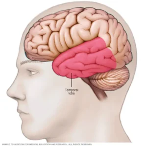 Understanding the Frontal Lobe: The Brain's Control Center