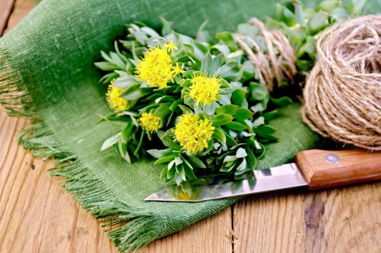 Rhodiola Extract: A Natural Boost for Your Mind and Body