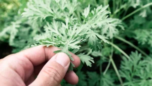 Wormwood: The Enigmatic Herb with a Rich History and Diverse Uses