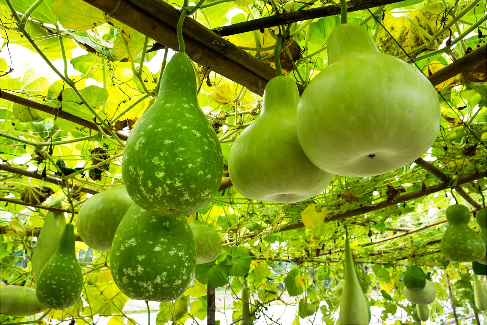 Bottle Gourd: A Nutritious Delight