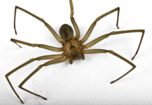 Understanding the Brown Recluse Spider