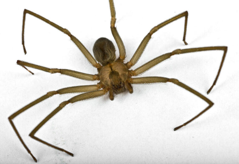 Understanding the Brown Recluse Spider