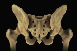 The Sacrum: Structure, Function, and Importance in the Human Body