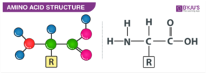 Understanding Glycine: The Simple Yet Essential Amino Acid