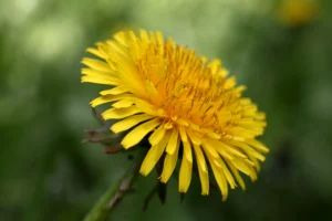 Dandelions: Nature's Brightest Little Flower