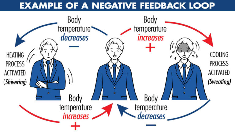 Understanding the Negative Feedback Loop: A Comprehensive Guide