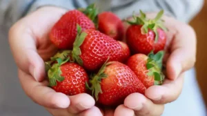 All About Strawberry Nutrition: A Delicious Treat for Everyone!